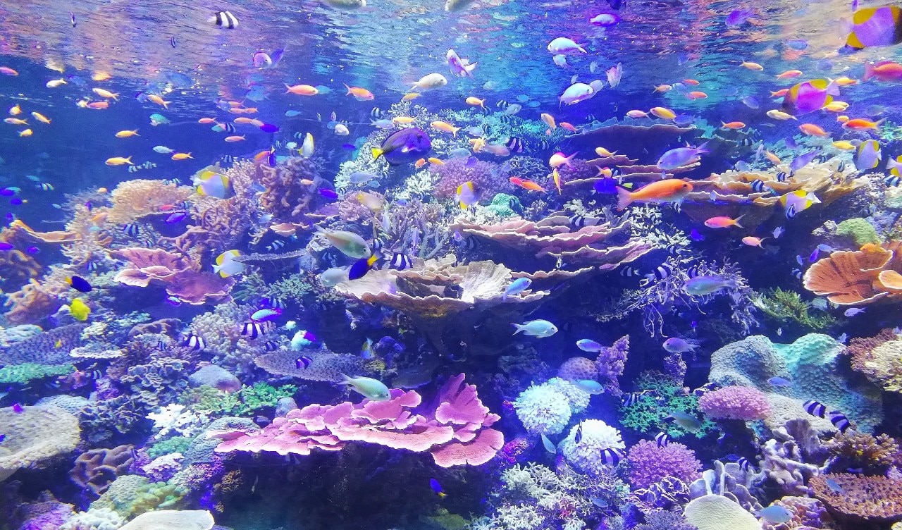 3D printed coral reefs will save underwater's most delicate ecosystem?