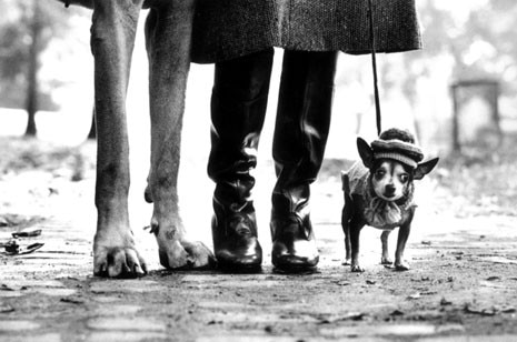 Elliott Erwitt, <i>New York</i>, 1974
