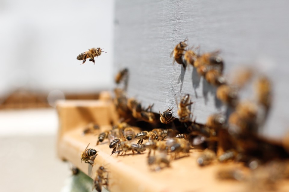 Il boom dell′apicoltura urbana e la sua insostenibilità - Domus