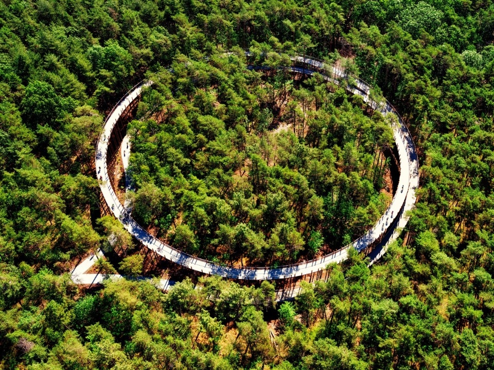 A ring for cycling through the trees in a Belgian forest