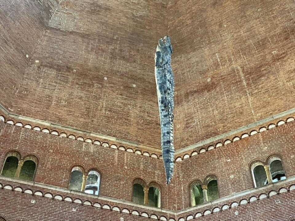 Maurizio Cattelan hung a crocodile in the Baptistery of Cremona on the occasion of the Art-Week