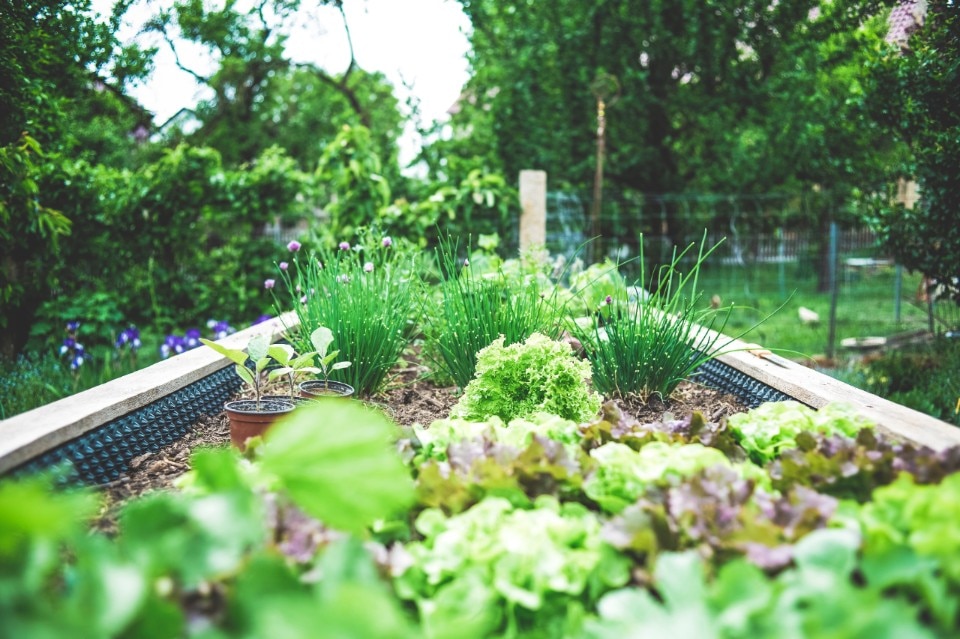 Urban vegetable gardens for better cities: an introductory guide