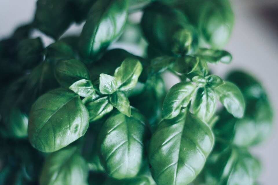 From basil to cannabis to GMOs, a guide to hydroponics in the city